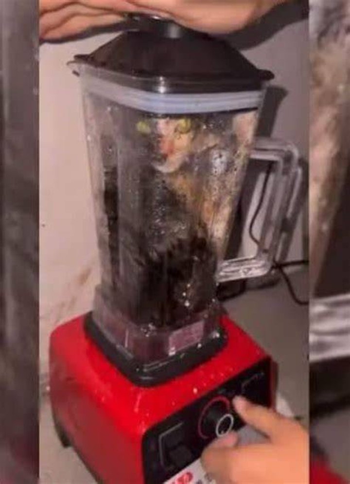 Cat In Blender
