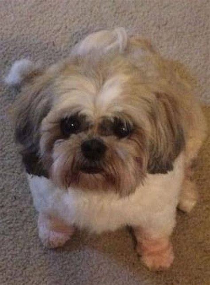 Suzie the Dog